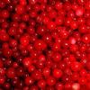 Lingonberry Red